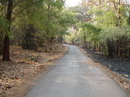 بیدمشک